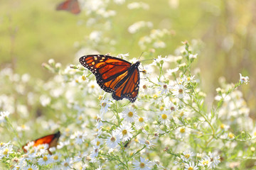 Fototapeta na wymiar Monach Butterflies Gathered Together Pollinating White Aster Flower Before Migration at End of Summer