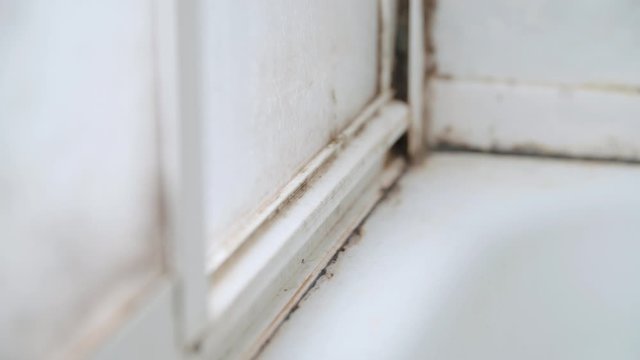 Mold around glass window and tiles 4K. Close up shot of the inside of shower tub edges with mold.
