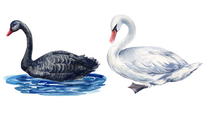 watercolor illustration, swans on an isolated white background 