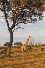 Girafe dans le cimetière d'arbres