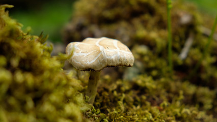 cogumelo