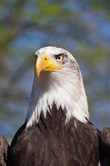 Seeadler