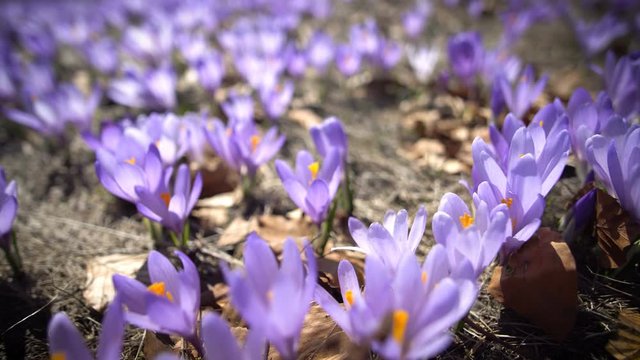 Wild corcus in spring in forest