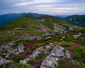 Fototapeta na wymiar Pink rose rhododendron flowers on summer mountain slope
