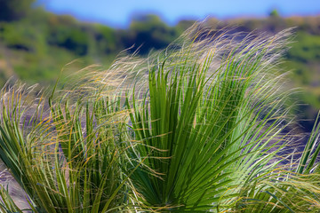 Palm tree in warm windy weather.