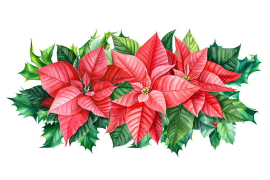 Watercolor hand painted christmas flower, Poinsettia, Holly, red berries, greeting card 