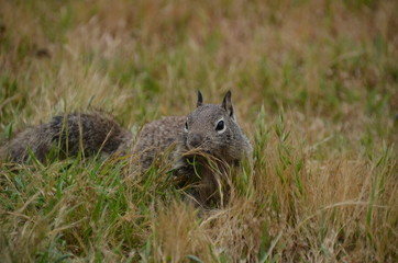 squirrel in the park
