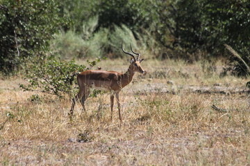 Impalas (Aepyceros melampus)