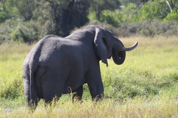Fototapeta premium Eléphant dans la savane
