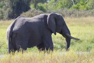 Eléphant dans la savane