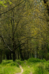 Obraz premium arvores