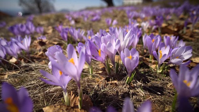 Purple flowers corcus blooming in spring on the meadow