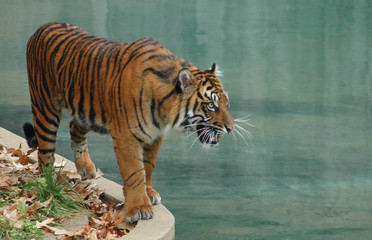 tiger in zoo