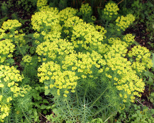 Decorative garden plant Euphorbia cyparissias on a flower bed