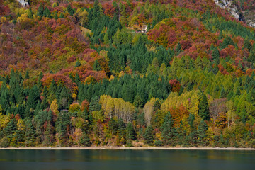 Aerial view of trees, Lake Molveno, northern Italy in the background of the Alps. Autumn season. Multi-colored palette of colors