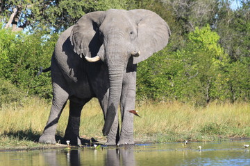 Obraz premium Eléphant près de l'eau