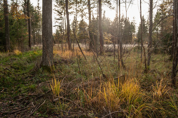 Herbstliche Waldlichtung im Gegenlicht mit Gräsern im Vordergrund