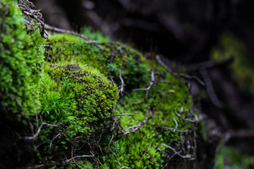 Close up of bright green moss