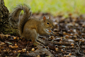 Naklejka na ściany i meble A squirrel eating nut close up portrait image with blurred background