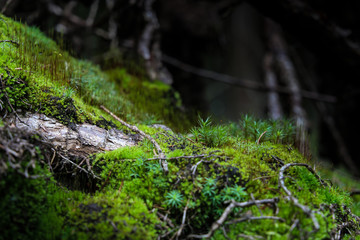 Close up of bright green moss