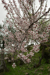 amendoeira