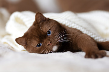 Katze auf dem Sofa schläft