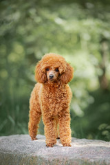 Red poodle puppy in the park