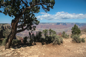 Grand Utah Juniper