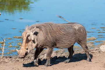 Wild Warthog, at watering hole, up close, 