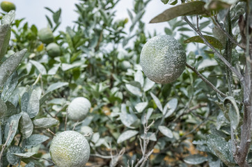 white calcium carbonate on orange trees