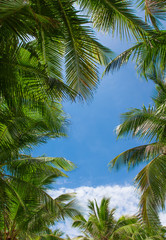 Obraz na płótnie Canvas Palm tree leaves with clouds and blue sky