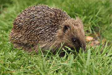 Wild European hedgehog out in the garden