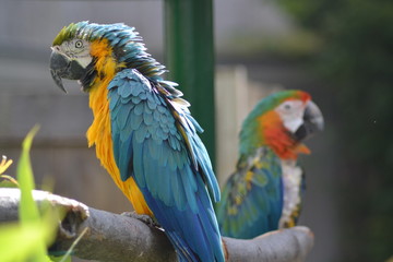 Fototapeta premium Parrot