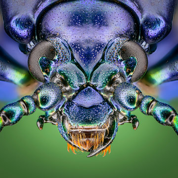 Close-up photography of purple insect illustration