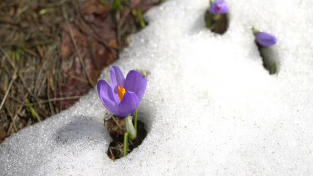 Wild corcus flower in the snow, spring season