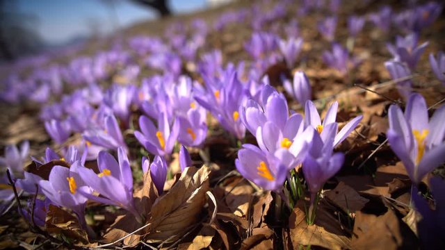 close up of purple corcus flowers in early spring