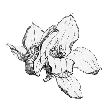 Magnolia flower black ink grapic illustration. Hand drawn graphics image of a spring magnolia beautiful blossom in a full bloom. Isolated on the white background.