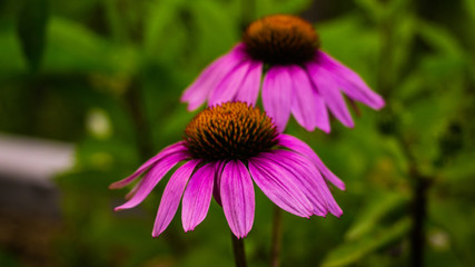 BOkeh of two beautiful pink flower.