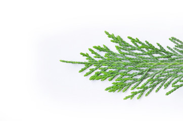 green grass isolated on white background