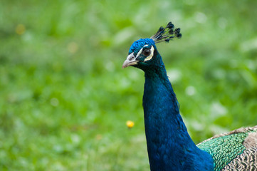 Portrait of peacock walking in a farm