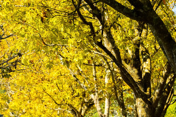 golden autumn leaves