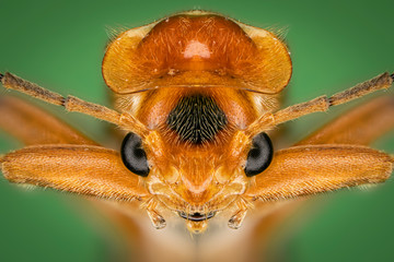 Close up of insect