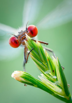 Close up of dragonfly on flower