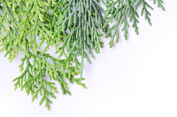 bunch of fresh parsley isolated on white background
