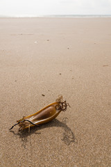 Mermaid's Purse or the egg case or Chondrichthyes of the Dogfish Scyliorhinus canicula