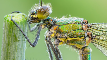Macro photography of green and gray dragonfly on green leaf