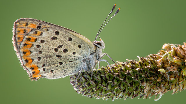 Macro photography of gray and brown butterfly on gray plant