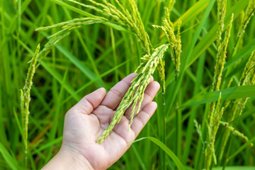 The farmer's hand touches the rice fields in warm sunlight. The concept of growing non-toxic plants.
