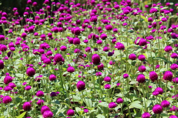 Obraz premium purple life