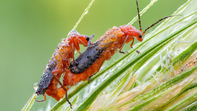 Two brown insects on selective focus photography